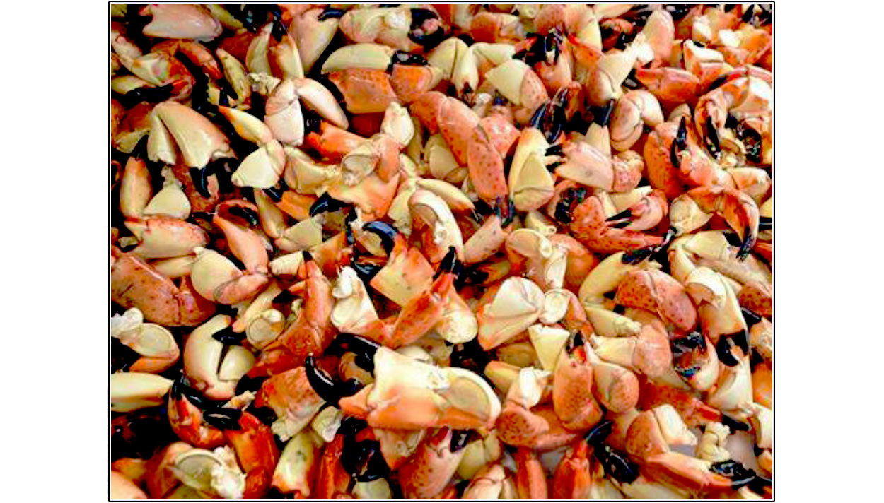 Shellys Seafood Market Homosassa Florida, Stone Crab, Blue Crab, Fresh